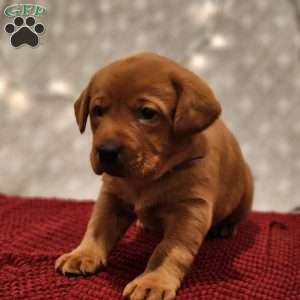 Buddy, Fox Red Labrador Retriever Puppy