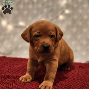 Buddy, Fox Red Labrador Retriever Puppy