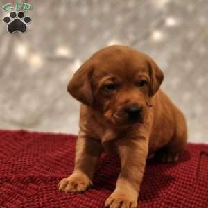 Buddy, Fox Red Labrador Retriever Puppy