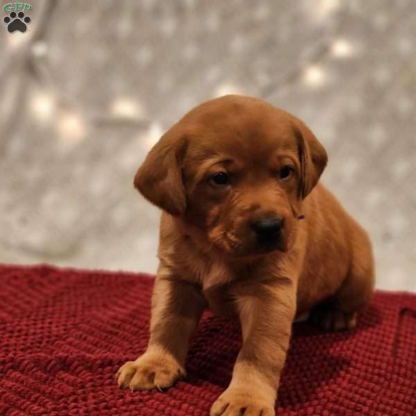 Buddy, Fox Red Labrador Retriever Puppy
