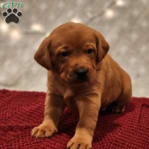 Buddy, Fox Red Labrador Retriever Puppy