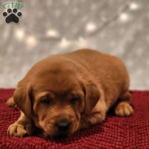Teddy, Fox Red Labrador Retriever Puppy
