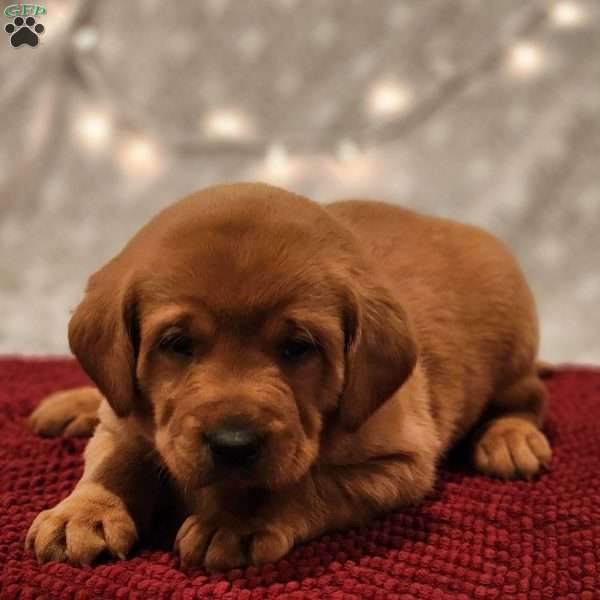 Teddy, Fox Red Labrador Retriever Puppy