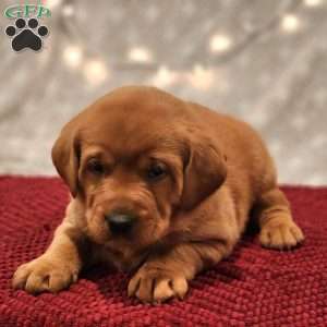 Teddy, Fox Red Labrador Retriever Puppy