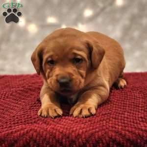 Teddy, Fox Red Labrador Retriever Puppy