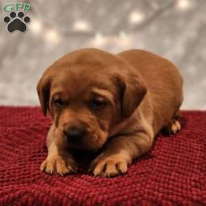 Teddy, Fox Red Labrador Retriever Puppy