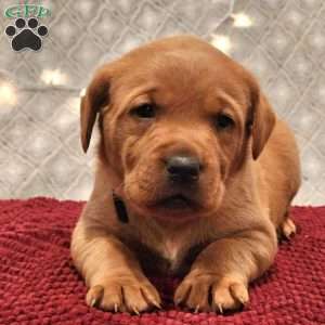 Rocky, Fox Red Labrador Retriever Puppy