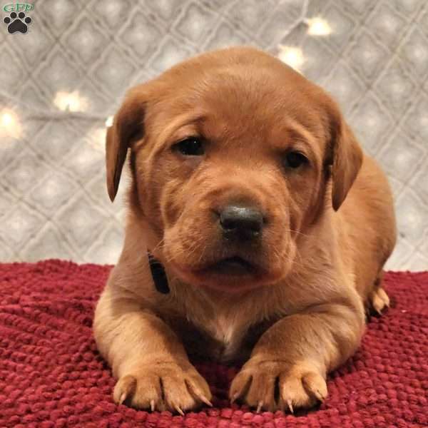 Rocky, Fox Red Labrador Retriever Puppy