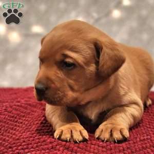 Rocky, Fox Red Labrador Retriever Puppy