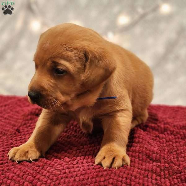 Leo, Fox Red Labrador Retriever Puppy
