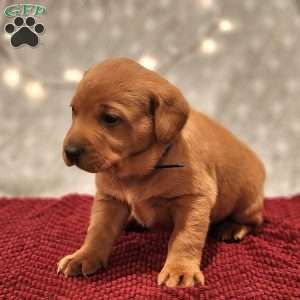 Leo, Fox Red Labrador Retriever Puppy