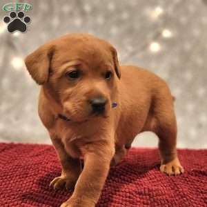 Leo, Fox Red Labrador Retriever Puppy