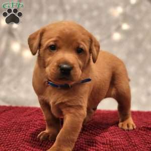 Leo, Fox Red Labrador Retriever Puppy