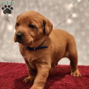 Leo, Fox Red Labrador Retriever Puppy