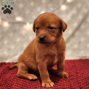 Lily, Fox Red Labrador Retriever Puppy