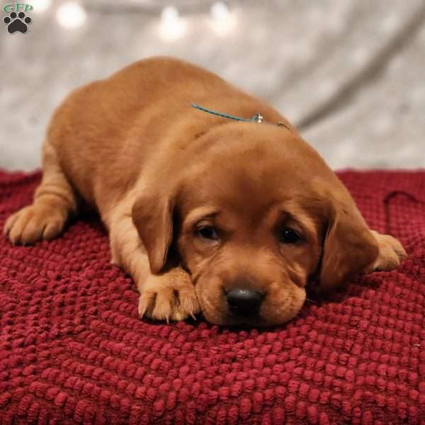 Bear, Fox Red Labrador Retriever Puppy