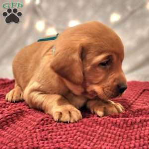 Bear, Fox Red Labrador Retriever Puppy