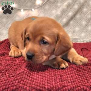 Bear, Fox Red Labrador Retriever Puppy