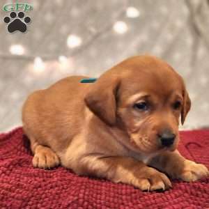 Bear, Fox Red Labrador Retriever Puppy