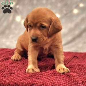 Bear, Fox Red Labrador Retriever Puppy