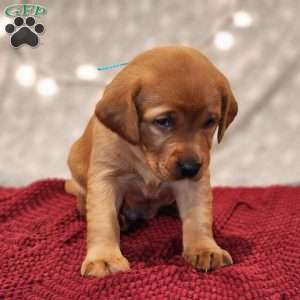 Bear, Fox Red Labrador Retriever Puppy