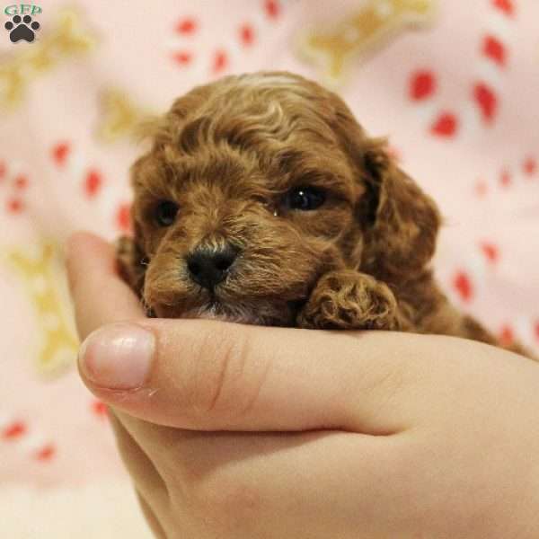Snowflake Genetically CLEAR, Toy Poodle Puppy