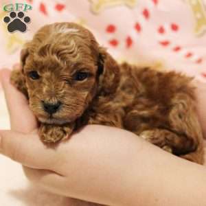 Snowflake Genetically CLEAR, Toy Poodle Puppy