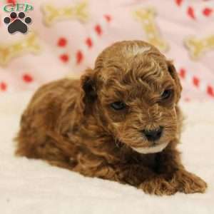 Snowflake Genetically CLEAR, Toy Poodle Puppy