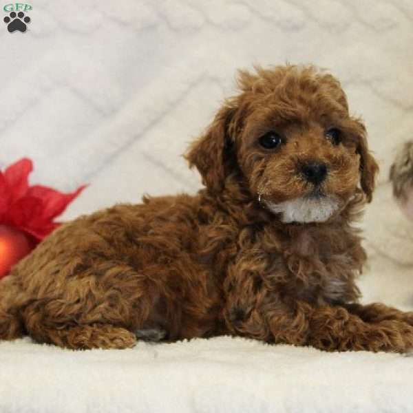 Snowflake, Toy Poodle Puppy