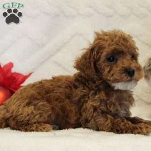 Snowflake, Toy Poodle Puppy