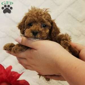 Snowflake, Toy Poodle Puppy