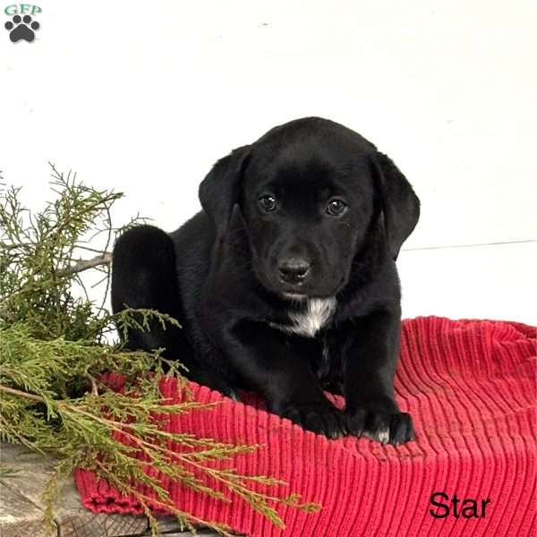 Star, Blue Heeler Mix Puppy