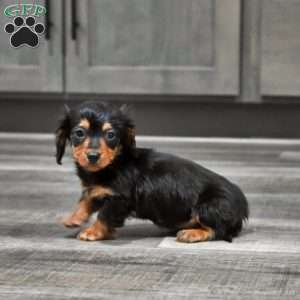 Steward, Dachshund Puppy