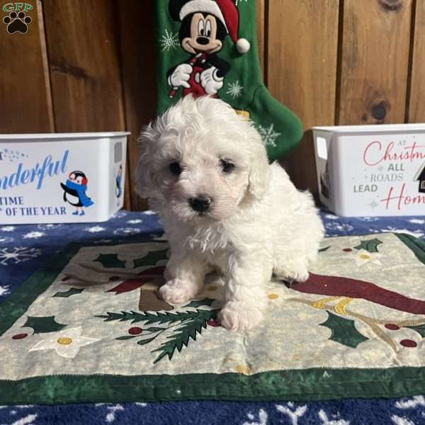 Chris, Maltipoo Puppy