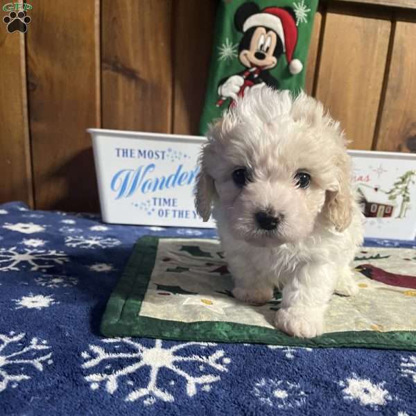 Andy, Maltipoo Puppy