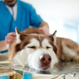 vet examining a sick or tired looking husky
