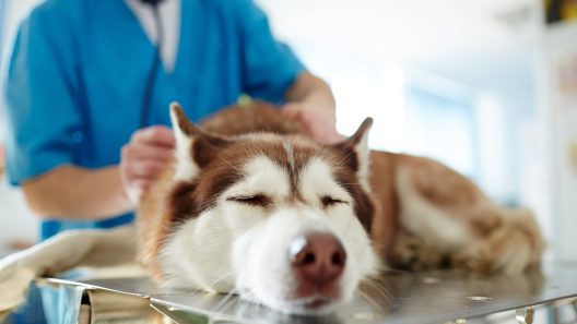 What to Know About Lung Torsion in Dogs
