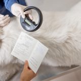 vet scanning a golden retriever for a microchip and a person showing ownership documents
