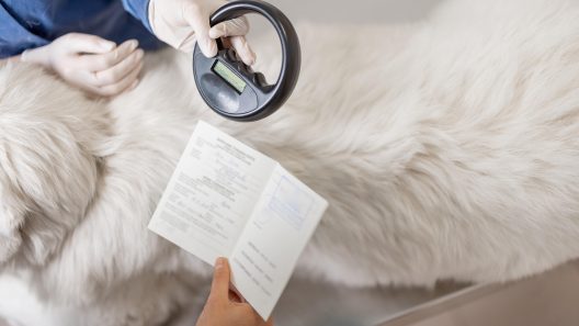 8 Important Documents You Should Have For Your Dog