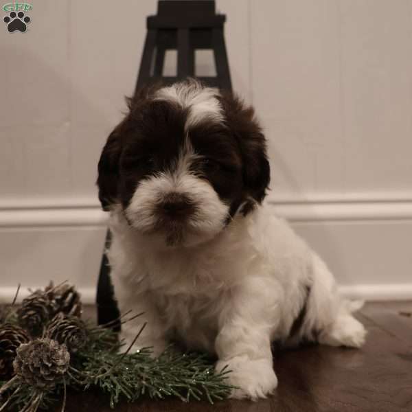 Willow, Teddy Bear Puppy