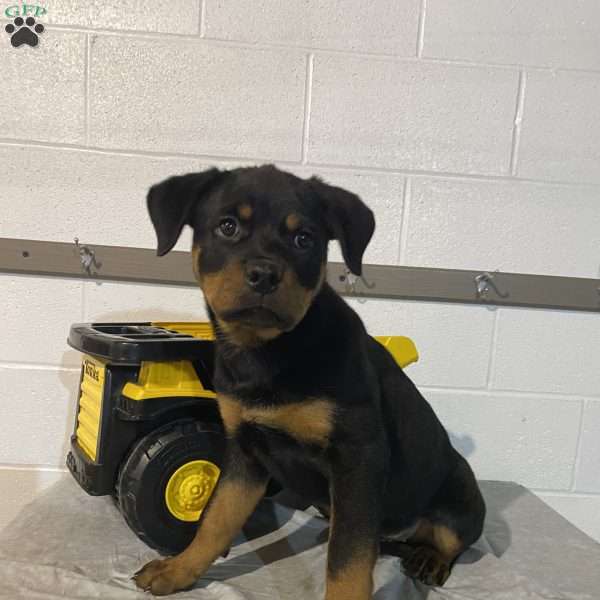 Ellie, Rottweiler Puppy