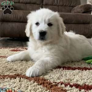 Templeton, English Cream Golden Retriever Puppy