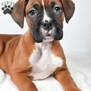 Chester, Boxer Puppy