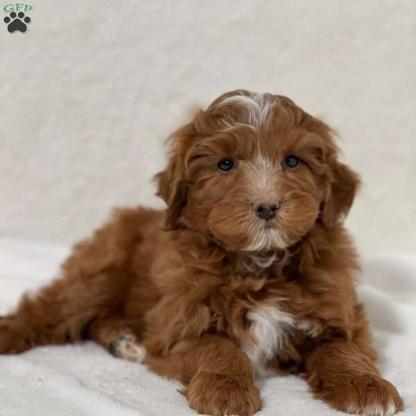 Mateo, Mini Goldendoodle Puppy