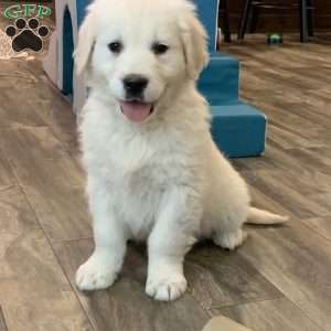 Coconut, English Cream Golden Retriever Puppy