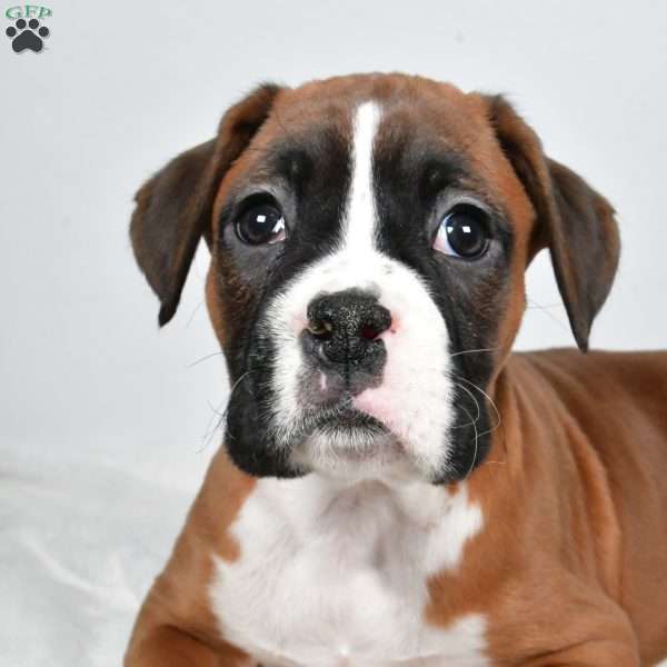 Chief, Boxer Puppy