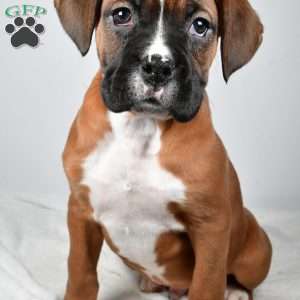 Chester, Boxer Puppy
