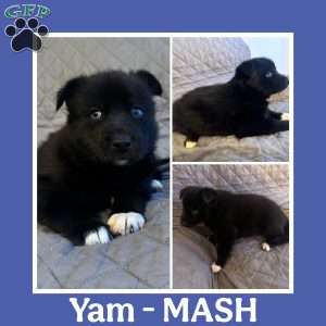 Yam, Siberian Husky Puppy