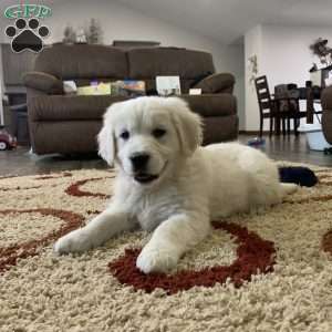 Coconut, English Cream Golden Retriever Puppy