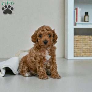 Barney, Miniature Poodle Puppy